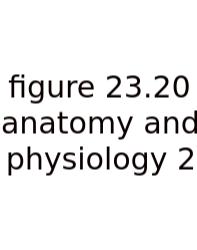 Figure 23.20 Anatomy And Physiology 2