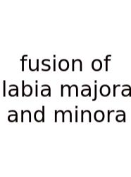 Fusion Of Labia Majora And Minora