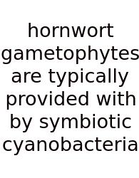 Hornwort Gametophytes Are Typically Provided With By Symbiotic Cyanobacteria