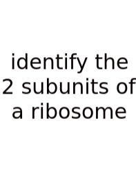 Identify The 2 Subunits Of A Ribosome