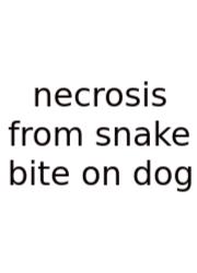 Necrosis From Snake Bite On Dog